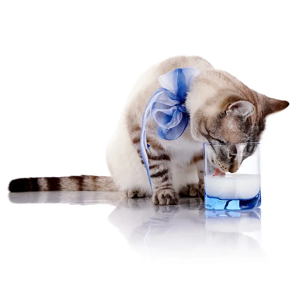Il gatto a strisce con un inchino azzurro beve il latte da un bicchiere . — Foto Stock