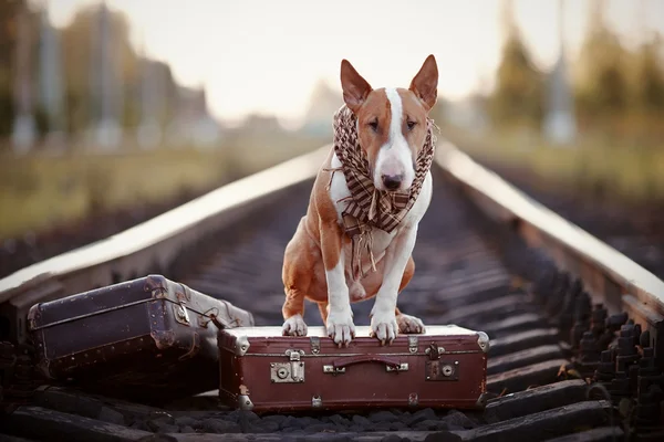 English bull terrier on rails with suitcases. — Stock Photo, Image