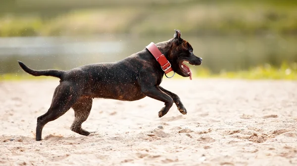 Staffordshire Bull Terrier. — Foto Stock