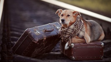 bavul ile raylar üzerinde köpek.