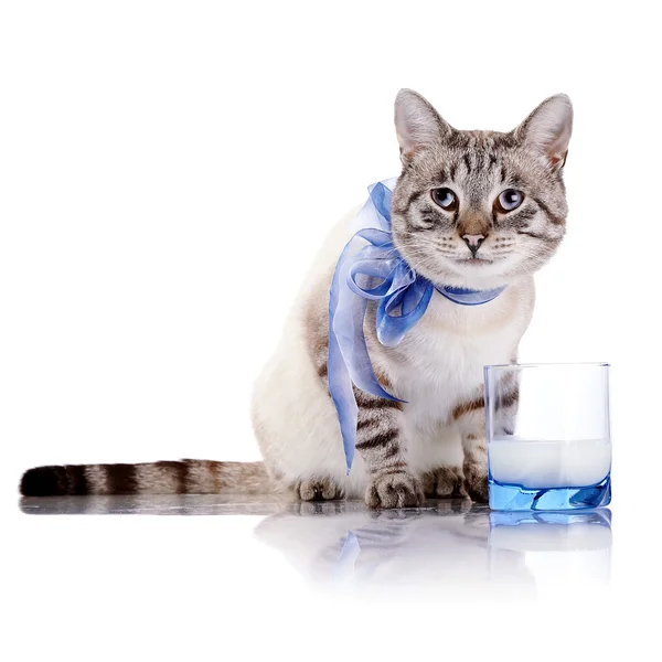 Gatto a strisce con fiocco blu e un bicchiere di latte . — Foto Stock