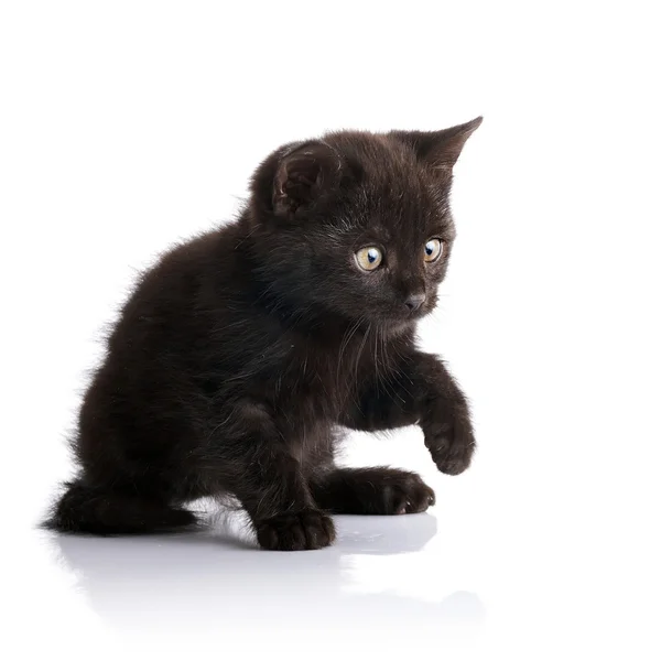 Gattino nero . — Foto Stock