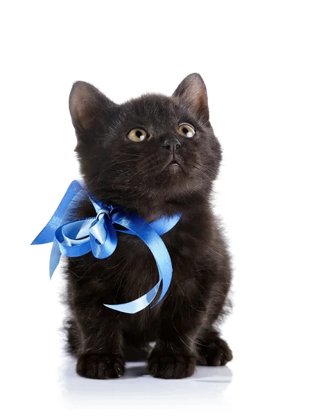 Black kitten with a blue tape. — Stock Photo, Image