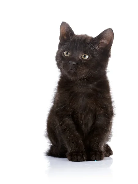 Liten svart katt. — Stockfoto