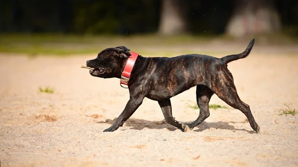 Staffordshire-bulterriër. — Stockfoto