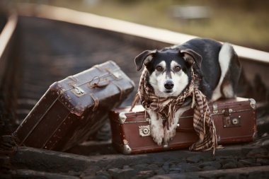 köpek bavul raylar üzerinde yatıyor.