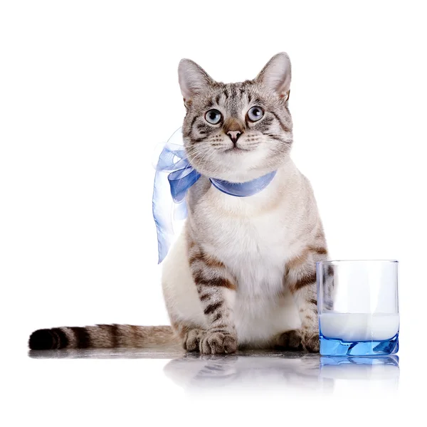 Gatto a strisce con fiocco blu e un bicchiere di latte . — Foto Stock