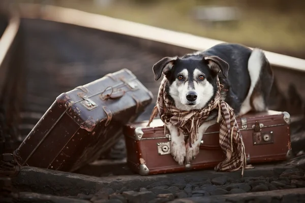 The dog lies on suitcases on rails
