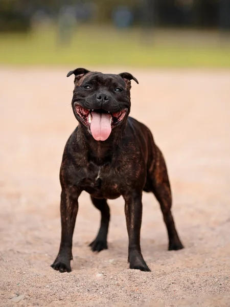 Staffordshire boğa korkunç.