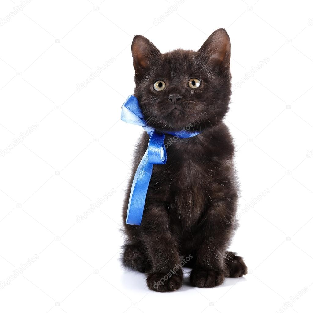 Black kitten with a blue bow.