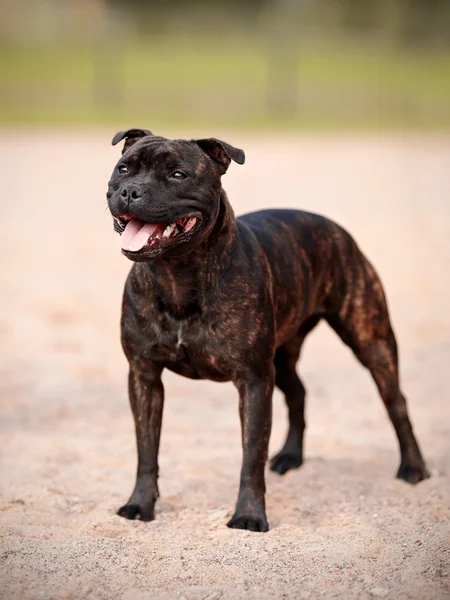 Staffordshire bull terrier. — Stock Photo, Image