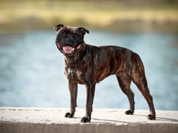 Staffordshire-bulterriër. — Stockfoto