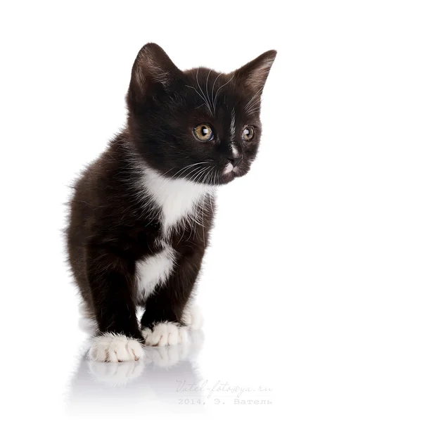 Gatinho preto e branco. — Fotografia de Stock