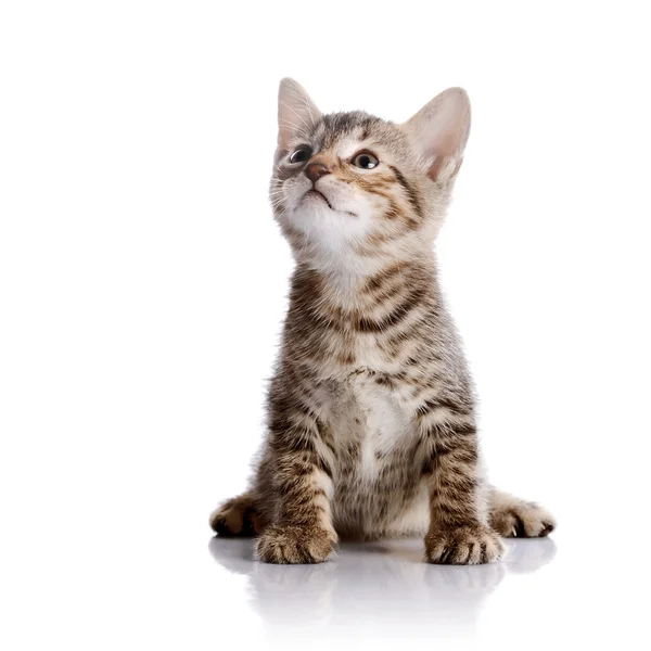 Pequeño gatito rayado —  Fotos de Stock