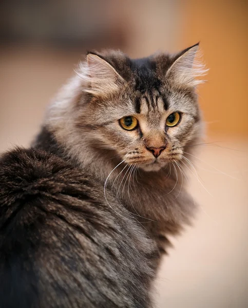 Retrato de um gato listrado fofo . — Fotografia de Stock