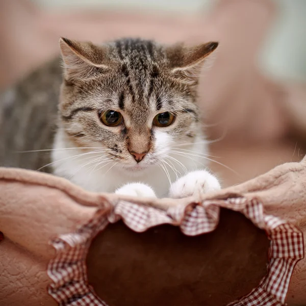 Portrait of a striped modest cat. — Stock Photo, Image