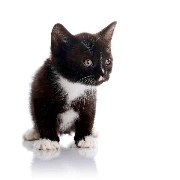 Zwart en wit klein katje. — Stockfoto