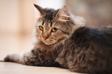 Kabarık bir çizgili kedi portresi.