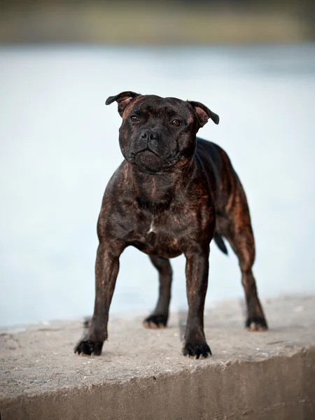 Staffordshire bull terrier. — Stock Photo, Image