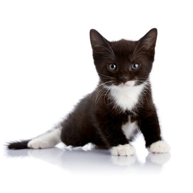 siyah beyaz kedi yavrusu.