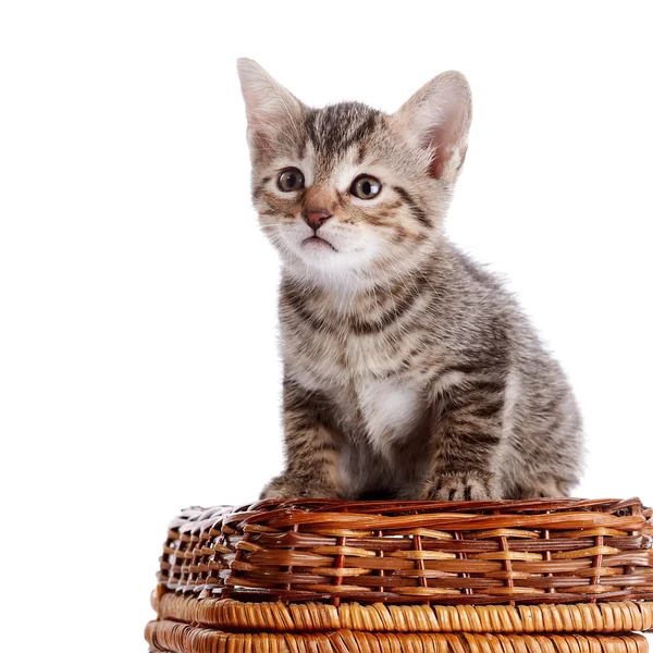 Striped kitten on a basket. — Stock Photo, Image