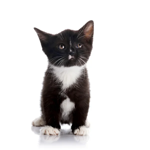 Gatinho preto e branco. — Fotografia de Stock