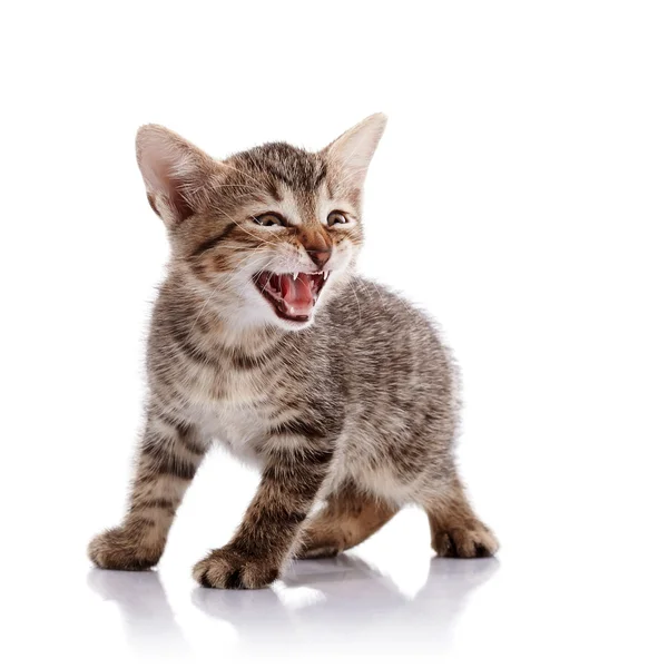 The mewing striped kitten. — Stock Photo, Image