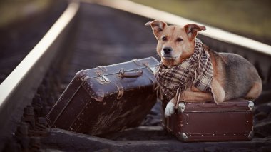 bavul ile raylar üzerinde köpek.