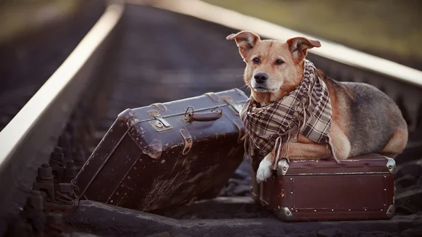 Cão em trilhos com malas . — Fotografia de Stock