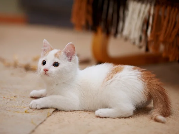 Küçük yavru kedi — Stok fotoğraf