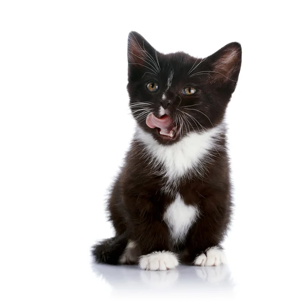 O preto e branco lambendo lábios gatinho . — Fotografia de Stock