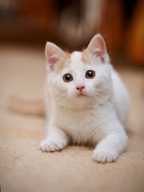 küçük yavru kedi