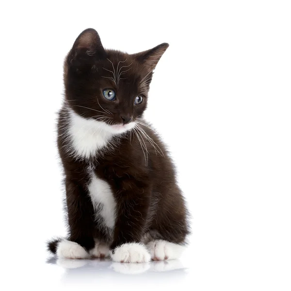Gatito blanco y negro. — Foto de Stock
