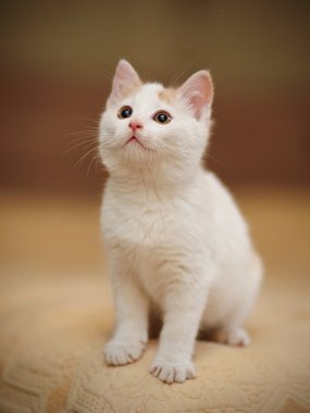 Beyaz küçük yavru kedi