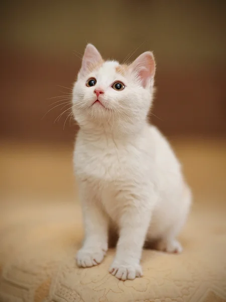 Piccolo gattino bianco — Foto Stock