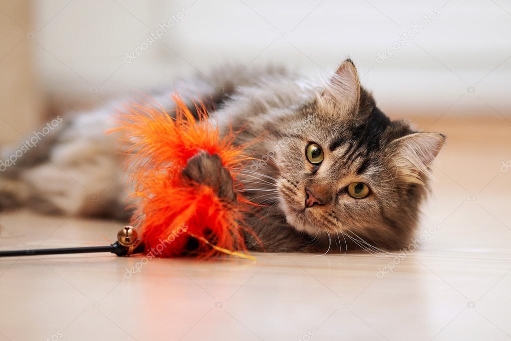 The fluffy cat plays with a toy.