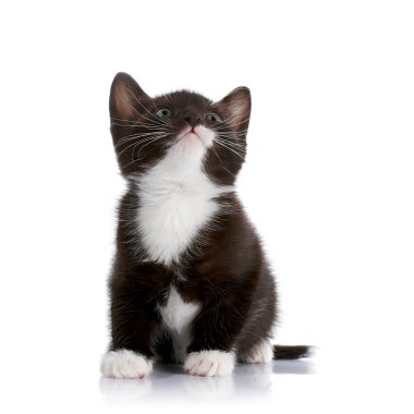 siyah beyaz kedi yavrusu.