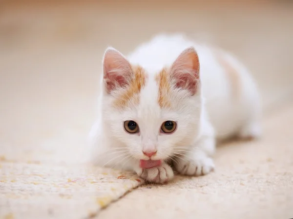 Branco com vermelho o gatinho lambe uma pata . — Fotografia de Stock