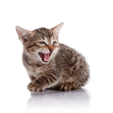 Mewing çizgili küçük yavru kedi.
