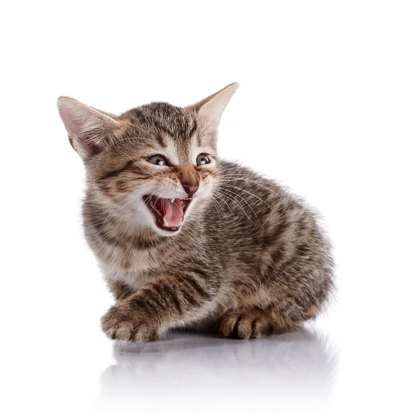 The mewing striped small kitten. — Stock Photo, Image