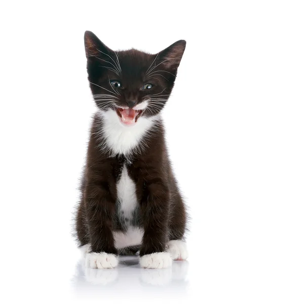 Siyah beyaz kedi yavrusu. — Stok fotoğraf