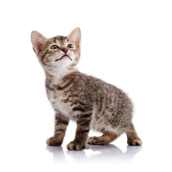 Striped Small kitten — Stock Photo, Image