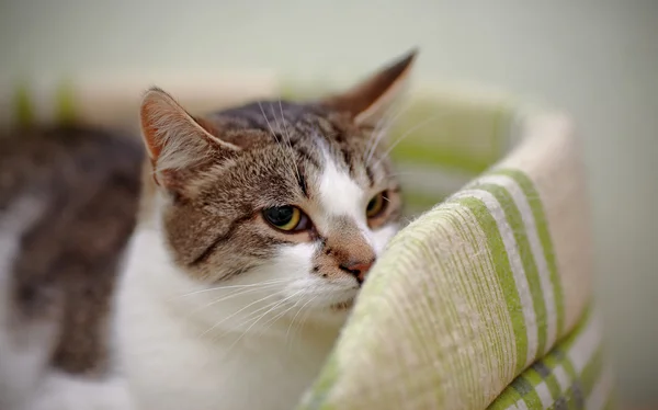 Retrato do listrado com branco um gato . — Fotografia de Stock