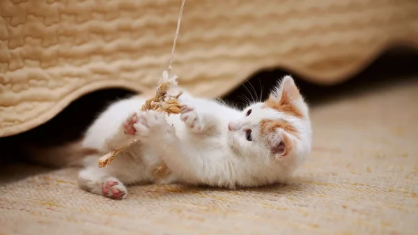 Le chaton blanc joue avec un jouet — Photo