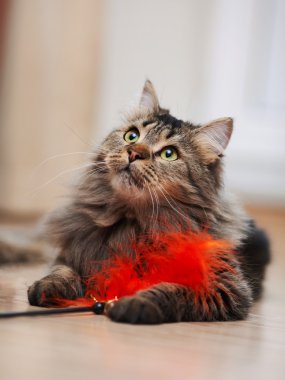 Kabarık bir çizgili kedi portresi.