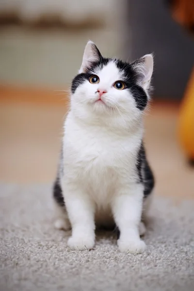 Gatinho pequeno — Fotografia de Stock