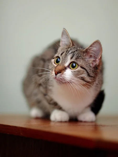 Listrado com branco um gato . — Fotografia de Stock