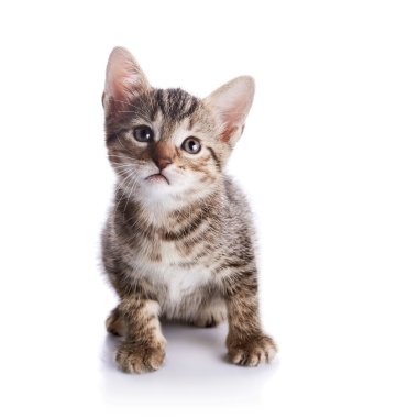 çizgili küçük yavru kedi