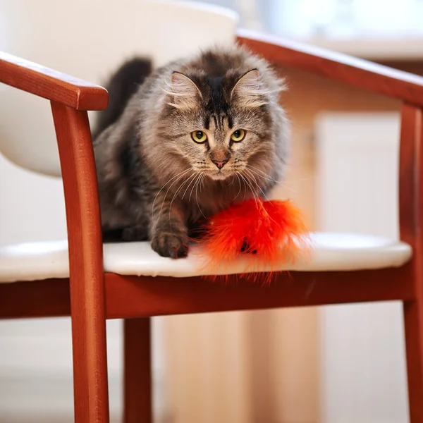 줄무늬 솜 털 고양이 자에 앉아. — 스톡 사진