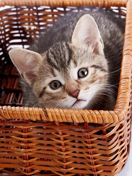 Striped kitten in a basket. — Stock Photo, Image